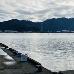 サヨリの大群が