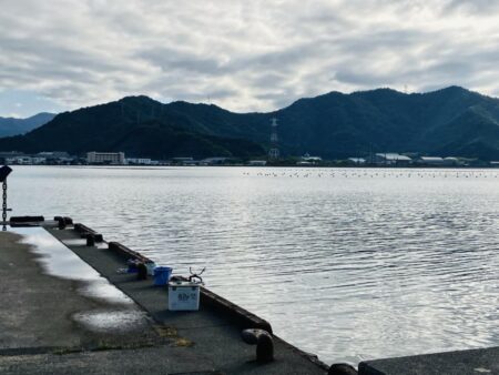 サヨリの大群が