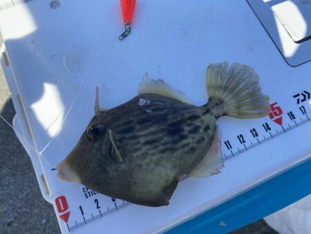 シロギスタ:カワハギ狙いの離島沖堤防