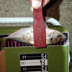 アジング24