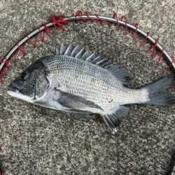 イチノ兄弟、釣果！