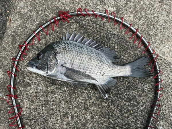 イチノ兄弟、釣果！