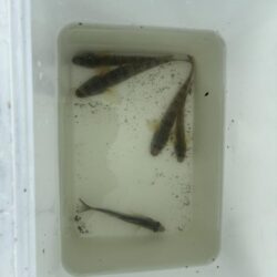 ハゼ釣り