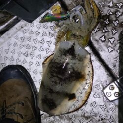 小潮なんざ関係無いティップラン