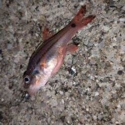 エギングからのブッコミ釣り