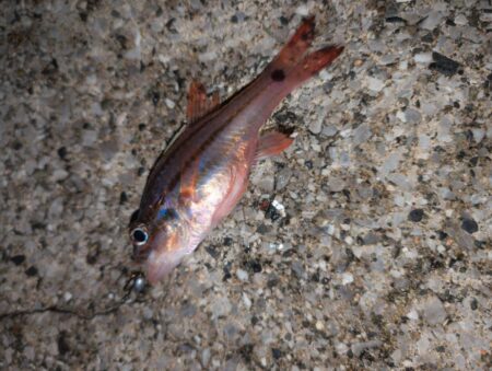 エギングからのブッコミ釣り