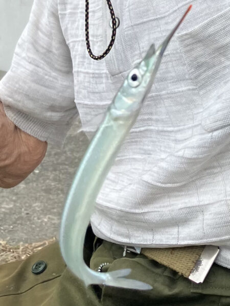サヨリいっぱいいる