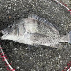 イチノ兄弟、釣果!