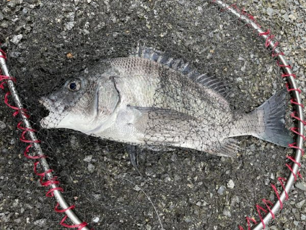 イチノ兄弟、釣果!