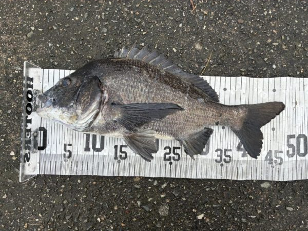 イチノ兄弟、釣果！
