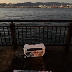 サワラ