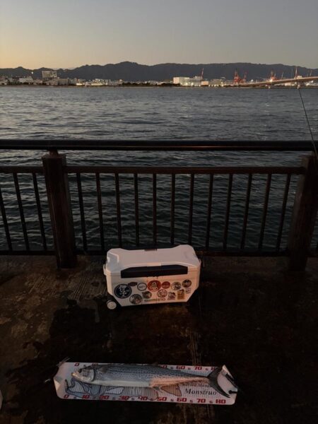 サワラ