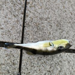 魚種豊富な六甲マリンパーク