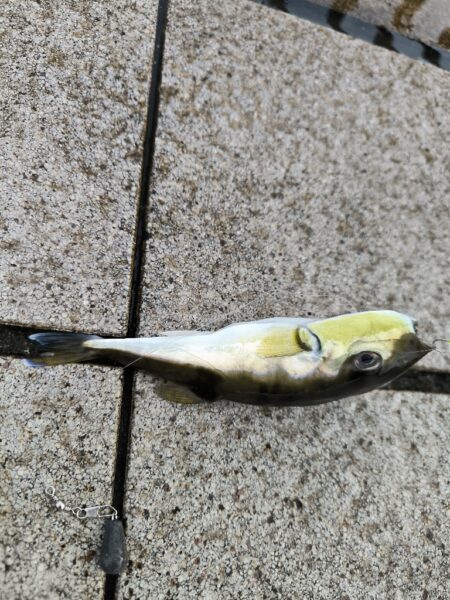 魚種豊富な六甲マリンパーク