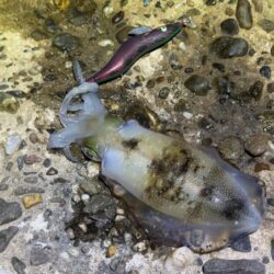 淡路島でエギング｜激流に餌木猿ノーマル対応で良型ゲット