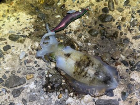 淡路島でエギング｜激流に餌木猿ノーマル対応で良型ゲット