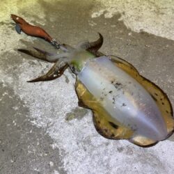 爆風の中粘り勝ち｜今季最大サイズのアオリイカゲット♪