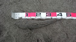 フラットフィッシュ