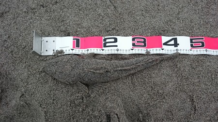 フラットフィッシュ