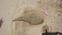 ヒラスズキ、青物狙いからのフラットフィッシュ