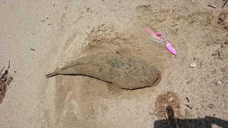 ヒラスズキ、青物狙いからのフラットフィッシ…