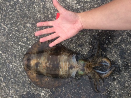 アオリイカ良型