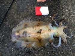 アオリイカ 型上向き傾向