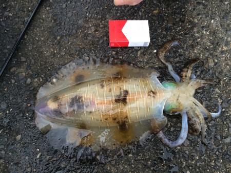 アオリイカ 型上向き傾向