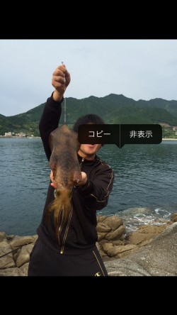 好調アオリイカ