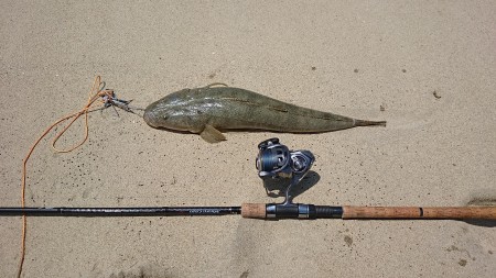 ヒラスズキ、青物狙いからのフラットフィッシュ