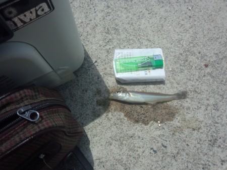 キス釣れたけど