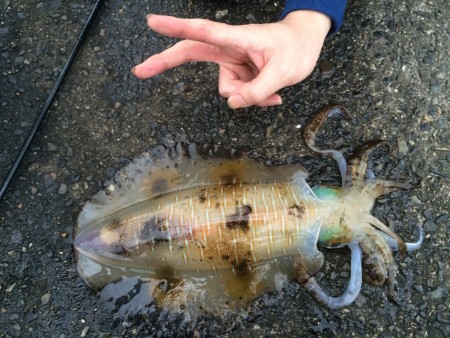 アオリイカ 型上向き傾向