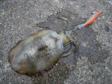 雨が降って渋い中…