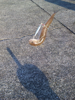 イトヨリ→エソ祭り！！