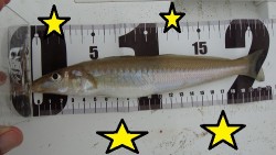 チョイ投げ　キス♪