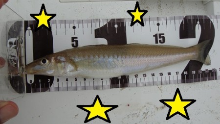 チョイ投げ　キス♪