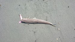 フラットフィッシュ中々釣れない