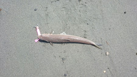 フラットフィッシュ中々釣れない