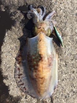 今年初の親アオリゲット