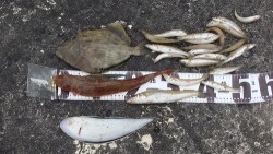 チョイ投げ　キス♪