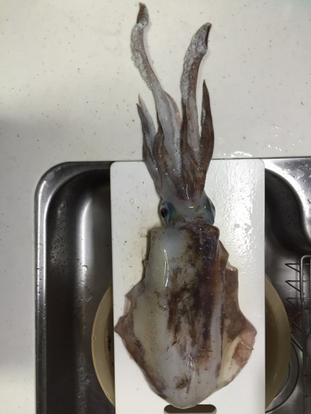 今年初の親アオリゲット