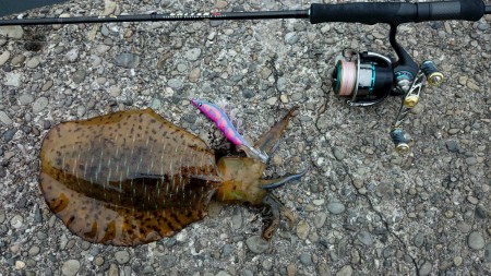 サイズはでなかつたが！