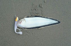 痛恨のバラし２回