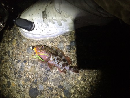 雨が上がったので釣り！