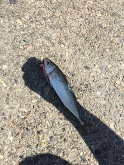 アジングでアジ＆サバ