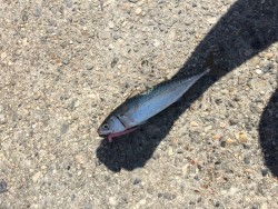 アジングでアジ＆サバ