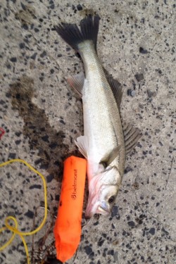 松任海岸ランガン