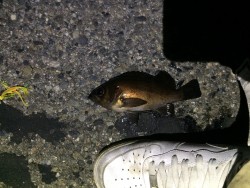 雨が上がったので釣り！