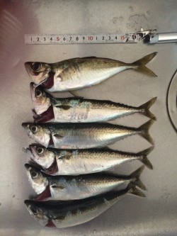 アジングでアジ＆サバ