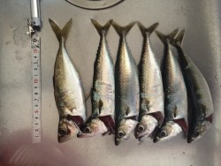 アジングでアジ＆サバ